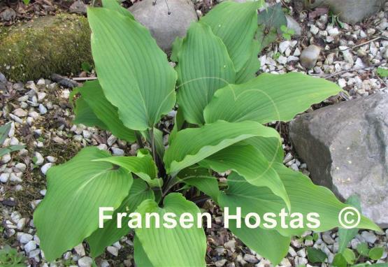 Hosta Red October